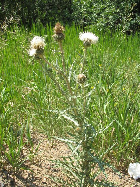 Native Thistles – Gilpin County Extension