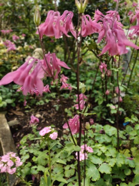 Aquilegia Pink The Naked Gardener