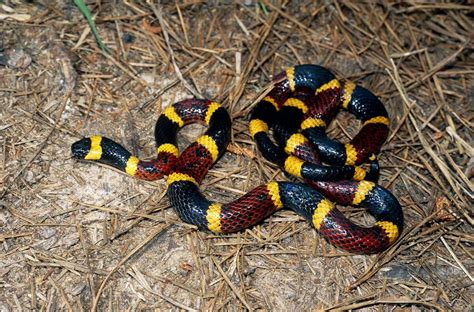 Venomous Or Not Can You Identify These Texas Snakes