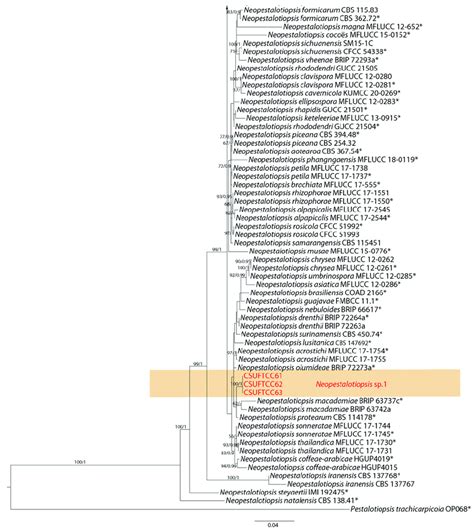 Phylogram Generated From Raxml Analysis Based On Combined Its Tef