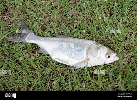 Silver Carp Identification