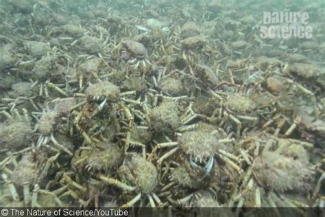 Watch Giant Spider Crab Aggregation In Australia