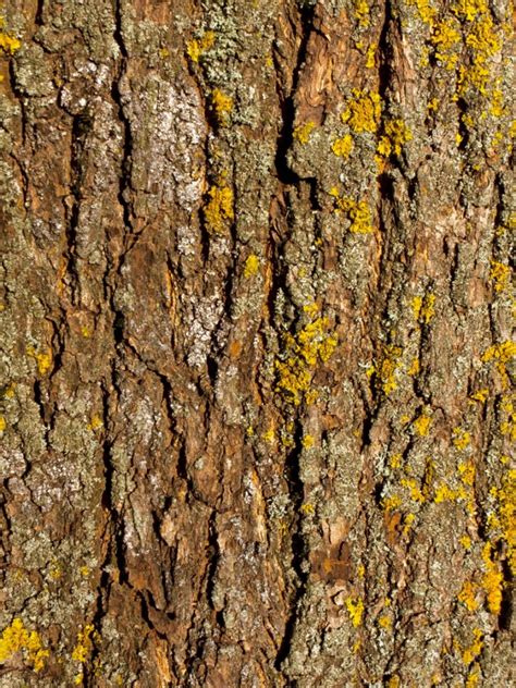 Maple Tree Diseases On The Bark - Diseases Of Maple Trees That Affect The Bark | Gardening Know How