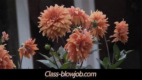 Cock Sucking Machine Videos Xvideos