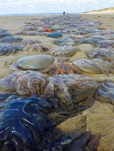 Giant Jellyfish Invade Britain S Beaches And They Look More Like Space