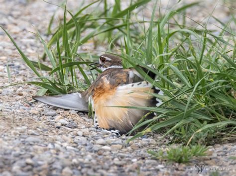 June 15 – Killdeer broken wing – Big W Photography