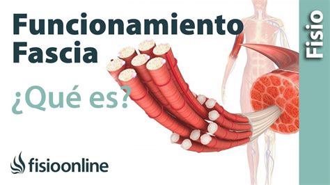 Qué Es Importancia Y Cuál Es El Funcionamiento De La Fascia O Tejido