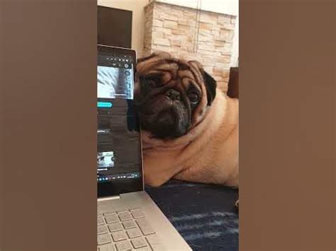 Собака спит на рабочем месте! - YouTube