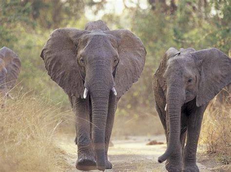 Asian Elephant