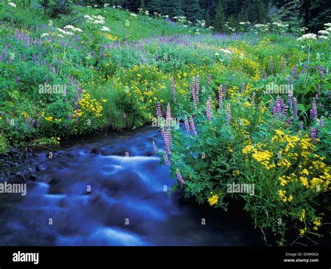 Annie Creek Flows Through Crater Lake National Park Mazama Oregon