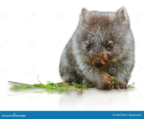 Little Wombat Stock Photo - Image: 53357704