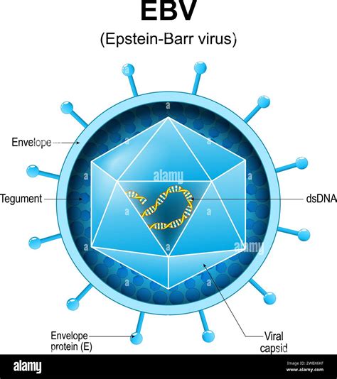 Epstein Barr Virus Ebv Structure Close Up Of A Human Gammaherpesvirus 4 Anatomy Of Human