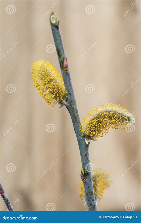 Spring Pussy Willow Stock Image Image Of Life Forest 68255425