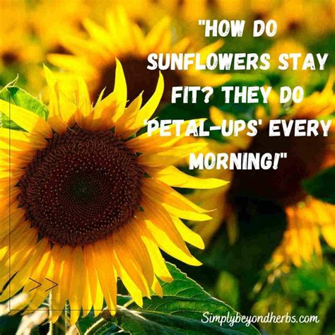 Over 300 Perfect Sunflower Captions For Instagram To Brighten