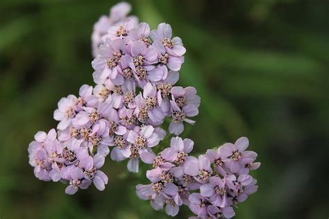 Schafgarbe Blumen Pflanze Pink Kostenloses Foto Auf Pixabay