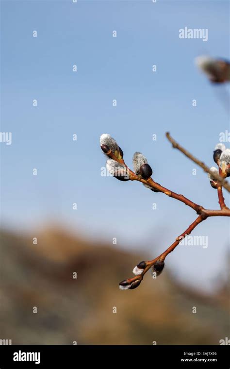 Branch With Flowering Pussy Willow Salix Caprea On A Sunny Spring Day