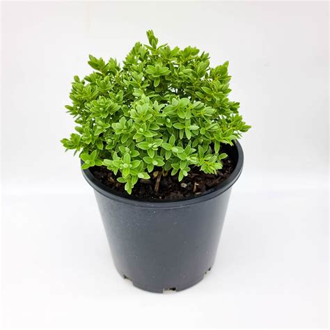 Hebe albicans White - Plants for Spaces