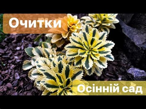 ОЧИТКИ В ОСІННЬОМУ САДУ🍂🍁 - YouTube