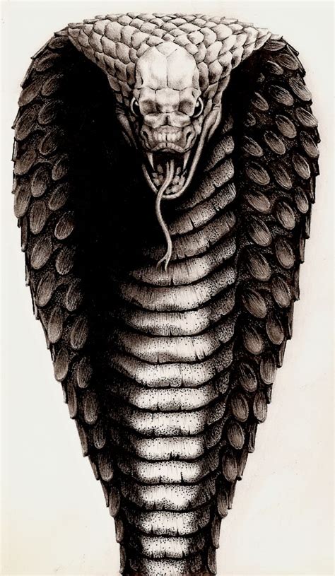 King Cobra HD Wallpapers Cobra Tattoo King Cobra Snake King Cobra