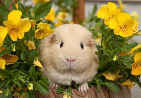 White Guinea Pig On Yellow Pansy Flowers Hd Wallpaper Wallpaper Flare