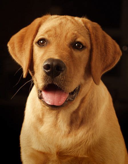 21 Cutest Fox Red Lab Puppies Ever Artofit