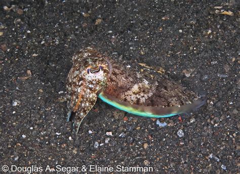 Lembeh Straits Sulawesi Indonesia