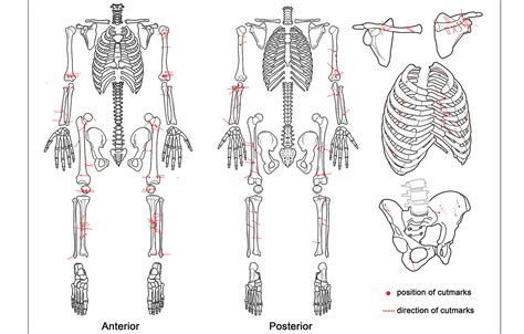 Disarticulation, evisceration and excarnation: Neolithic mortuary