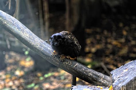 Sebuah Tamarin Tangan Kuning Di Pohon Foto Stok Unduh Gambar Sekarang