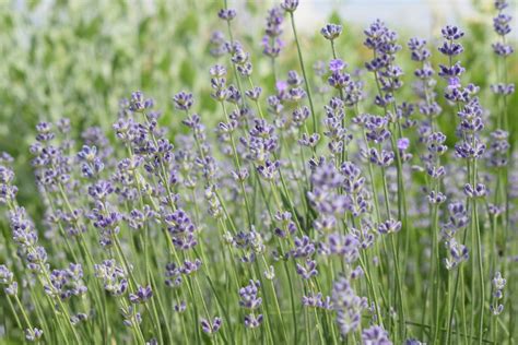 Close Up Photo of Lavender Flower · Free Stock Photo