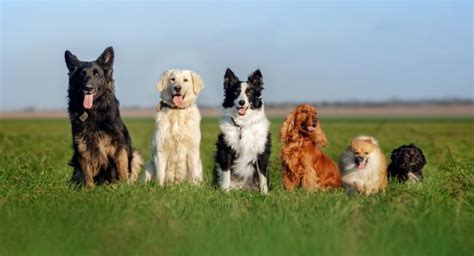 Alle Hondenrassen Op Een Rij Vind Het Ras Dat Bij Jou Past My XXX Hot