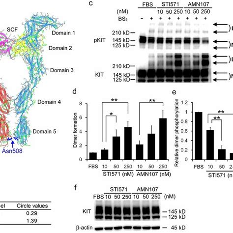 Structure Model Of The Extracellular Domain Of Canine Kit And The