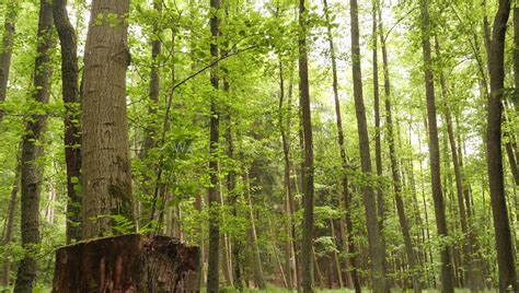 Mila Azul Naked In The Forest Video W B Scene Porn Pic