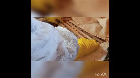 Панский сот в Апидомике - YouTube