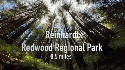 An Oakland walk in the Redwoods: Reinhardt Redwood Regional Park - YouTube