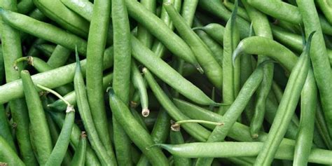 grow bush green beans  pole green beans