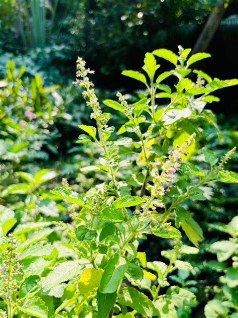 holy tulsi plant sacred indian basil ocimum tenuiflorum