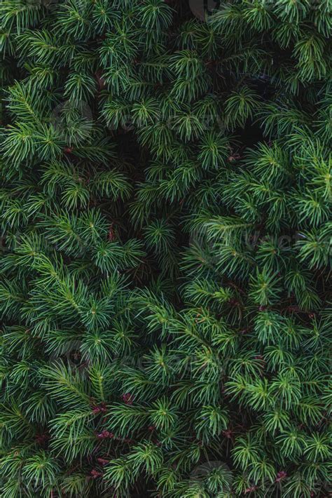 Landscaping of various conifers, trees and shrubs in the park. Photo