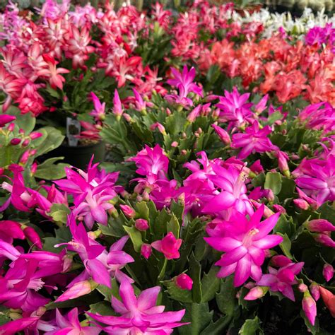 Buy 'Holiday Cactus - Schlumbergera' Online – Planet Desert