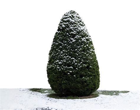 premium photo snow  pine tree