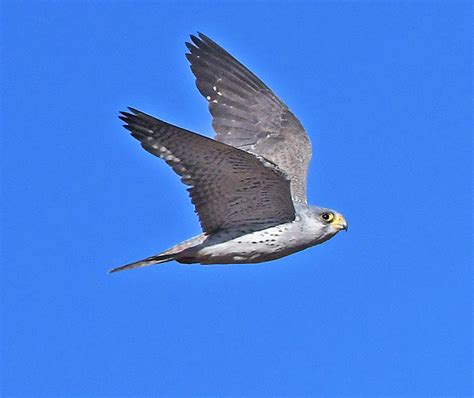 Nsw Threatened Species Scientific Committee Final Determination Nsw