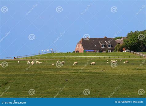 Efetivo De Ovinos Num Campo Verde Uma Casa Ao Fundo Foto De Stock