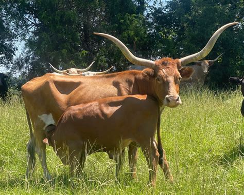 Texas Longhorn Cattle for Sale