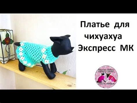 Платье для чихуахуа Экспресс МК | Костюмы животных, Одежда для собак ...