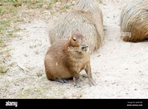 A Capybara Enjoys The Outside Summer Sun At The Cape May Zoo Stock