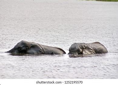 Elephants Having Sex Chobe River Chobe Stock Photo Shutterstock