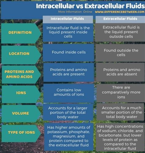 Explain The Difference Between Intracellular And Extracellular Transport