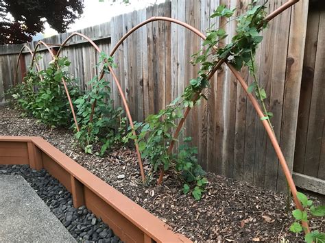 Blackberry Plant Spacing at Carmella Vanzant blog