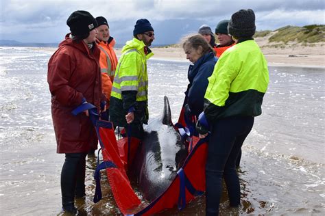 Whale rescuers face grim task in Australia mass stranding | Inquirer News