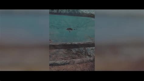 DIVINE SINNERS HOT DUTCH MILF DANIQUE SINNERS FUCKING OUTDOORS