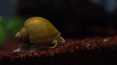 Apple Snail Pomacea Canaliculata Aquarium Stock Footage Video (100% Royalty-free) 1095228035 ...